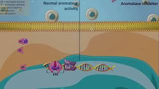 Aromatase inhibitors