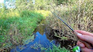 ТУТ ВОДЫ ДО КОЛЕНА, А РЫБА ЕСТЬ! ЛЕСНОЙ РУЧЕЙ! Рыбалка на спиннинг в новом ручье! Ловля щуки и окуня