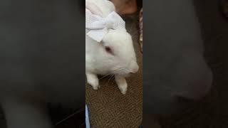 Princess Bunny #viral #viralvideo #youtubeshorts #animals #bunny #shorts #short