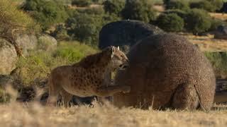 Smilodon playing with Doedicurus