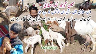 Latest Update In Cheapest Karachi Goat Market, Memon Goth Bakra Mandi