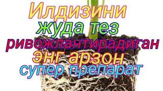 Усимлик илдизини тез ривожлантириш учун ишлатиладиган энг арзон супер препарат