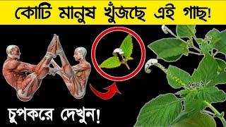 পৃথিবীর মানুষ এই গাছটিকে খুঁজে বেড়াচ্ছে | চিনে নিন এই গাছ, পাবেন আপনার বাড়ির পাশেই | হাতিশুঁড় গাছ