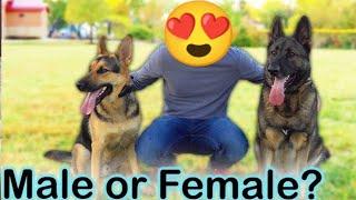 German shepherd || Tollinton market Lahore || Long hair  German shepherd || MMB pet lover ' Dog