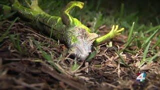 Heads up! Cold Florida weather means iguanas falling from trees