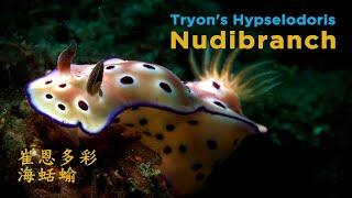 Tryon's Hypselodoris Nudibranch | 崔恩多彩海蛞蝓 | 4K美麗海底世界