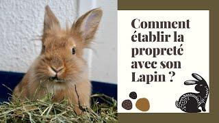 COMMENT ÉTABLIR LA PROPRETÉ AVEC SON LAPIN ?