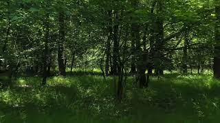 Most Beautiful Forest Videography In Slow Motion || PHOTON Studio ||