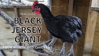 Black Jersey Giant: 4-Month-Old Chickens