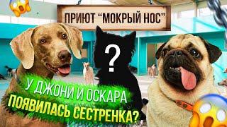 У ОСКАРА И ДЖОНИ ПОЯВИЛАСЬ СЕСТРЕНКА? 