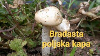 Agrocybe molesta! Nova gljiva na kanalu!