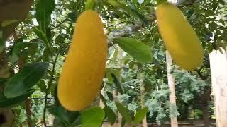 Revisiting Cairns Centenary Lakes Fruit Park - June 2022