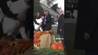 No fowl play. Biden pardons Thanksgiving turkeys Chocolate and Chip #shorts #biden