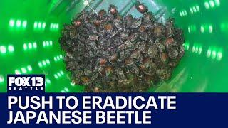 Push to eradicate Japanese beetle across WA | FOX 13 Seattle