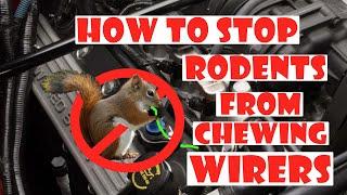 How to stop rodents from chewing up your car wires.