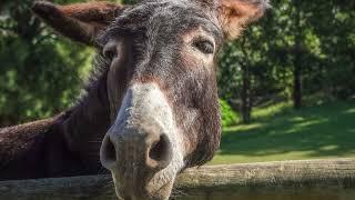 Ten Weird but True Fun Facts About Donkeys