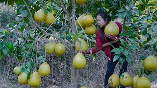 Chinese rural girl, Chinese food made with grapefruit | 野小妹wild girl
