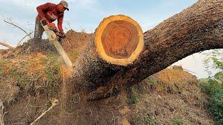 The Last Tree is the Most Dangerous ‼️ Cut down 3 Trembesi Trees blown by the Wind.