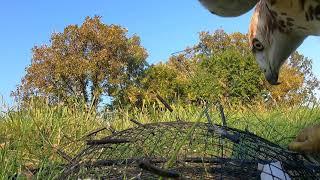 Trapping Red-Tailed Hawks