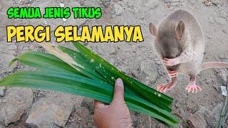 Ternyata Cuma Pakai Daun Ini,RUMAH BEBAS DARI SEMUA JENIS TIKUS !!!