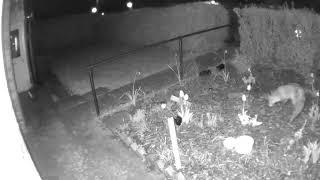 Fox in night vision