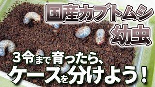 産卵後、国産カブトムシ幼虫が３令まで育ったら飼育容器を分けよう！