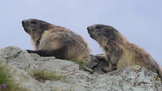 The Search for Alpine Marmot