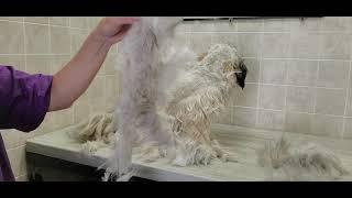 Heavily Matted Shih-Tzu dog grooming, dirty ears, Q-tip cleaning, no restraints