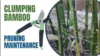 Annual Clumping Bamboo Maintenance / Pruning