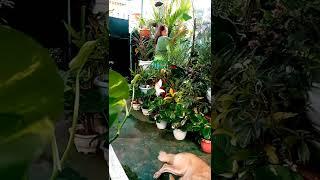 ENJOYING PLANTS WITH DOGGIES IN MY GARDEN | CRISTINA PLANTERS