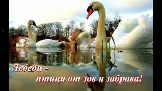 Бели лебеди ... (с поезията на Ясен Ведрин) ... (music Giovanni Marradi) ...