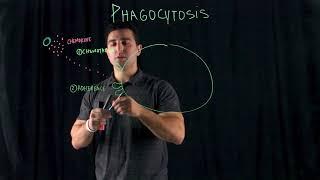 Phagocytosis