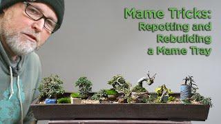 Bonsaify | Mame Tricks: Repotting and Rebuilding a Mame Tray