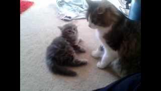 kitten attacks mom