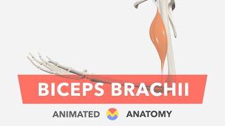 Biceps Brachii - Anatomy, Origin, Insertion, Actions, Innervation + Blood Supply Animated