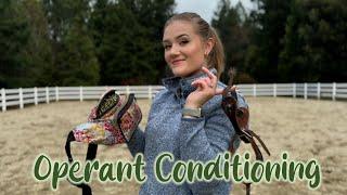 Unlocking Horse Training Secrets: The 4 Keys of Operant Conditioning  // Wild Lily Horsemanship