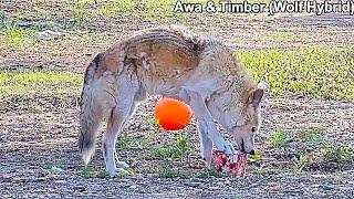 Timber and Awa finally open Maya's gift full of snacks