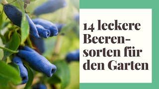 14 leckere Beerensorten, die im eigenen Garten nicht fehlen dürfen