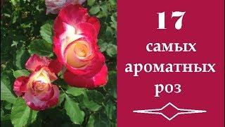  17 самых ароматных роз | 17 most fragrant roses | 17 duftendste Rosen