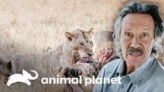 Hienas y leones comparten una comida | Historias de Grandes Felinos | Animal Planet