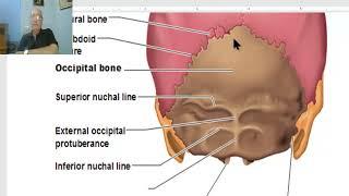 Anatomy of head and neck module in Arabic 4 (Norma occipitalis) , by Dr. Wahdan