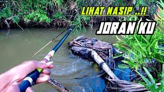 Berkali² ujung joran di tarik ke dalam air mancing ikan di rawa hutan #PR-22