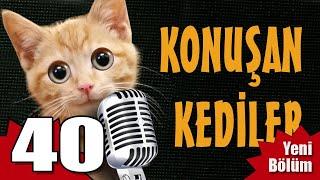 Konuşan Kediler 40 - En Komik Kedi Videoları