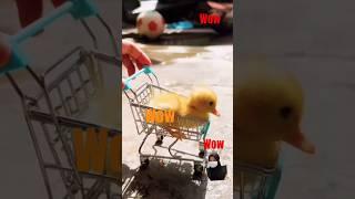 WoW!!! Look at that!!!#duck #funny #quack #duckquack #cute #shorts #short #trending