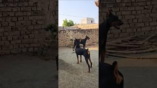 #love #punjabi #punjabisong #song #newsong #erupan doberman Rajasthan #doberman dog official vopari