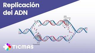 ¿Cómo ocurre el proceso de replicación del ADN?