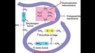 Bonds in Protein Structure | Biomolecules | Biochemistry @biologyexams4u