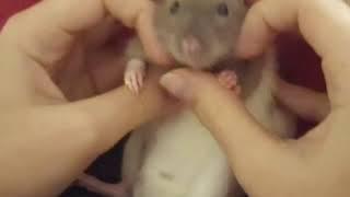 Remi the Rat | Cute Chilling |