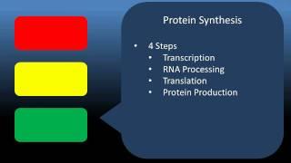 Protein Synthesis