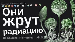 Очень Успокаивающие Факты